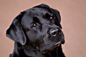 Black lab portrait