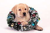 Yellow lab puppy with a Christmas wreath around her neck