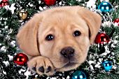 Yellow lab puppy with her head inside a Christmas wreath