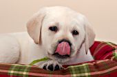 Yellow lab puppy licking her nose