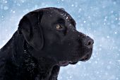 Black lab in a snowstorm