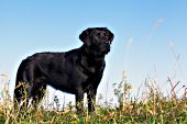 Black lab standing on a ridge