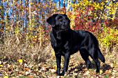 Black lab in autumn foliage