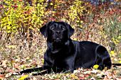 Black lab in autumn foliage