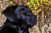 Black lab in autumn foliage