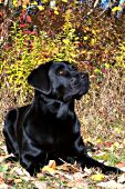 Black lab in autumn foliage