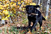 Black lab retrieving a stick (autumn)