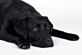 Black lab portrait