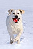 Yellow lab running with a Christmas ornament in its mouth