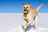 Yellow lab running & playing with a tennis ball in snow