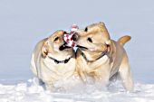 Two yellow labs running & playing with a toy in snow