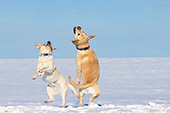 Two yellow labs standing up on their back legs to catch a treat