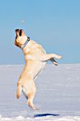 Yellow lab jumping in the air to catch a treat