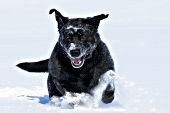 Happy black lab running in snow