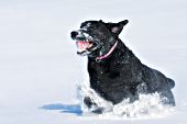 Black lab running & playing with a ball in snow