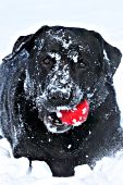 Black lab playing with a red ball in snow