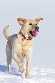 Yellow lab retrieving a red ball in the snow