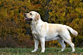 Yellow lab and autumn foliage