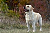 Yellow lab and autumn foliage