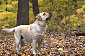 Yellow lab in autumn woods