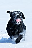 Black lab running & playing with a ball in snow