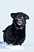 Goofy black lab running & playing in snow