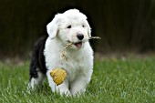 Sheepdog puppy with a small branch in his mouth