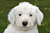 Cute sheepdog puppy