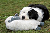 Sheepdog puppy resting her head on a sheep toy