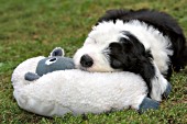 Sheepdog puppy resting her head on a sheep toy