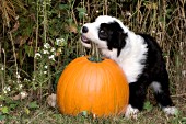 Sheepdog puppy chewing on a pumpkin stem