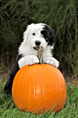 Sheepdog puppy chewing on a pumpkin stem