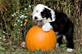 Sheepdog puppy chewing on a pumpkin stem