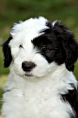 Cute sheepdog puppy