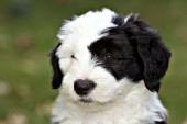 Cute sheepdog puppy