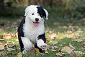 Happy sheepdog puppy running in autumn leaves