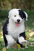 Happy sheepdog puppy running in autumn leaves