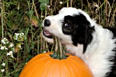 Sheepdog puppy chewing on a pumpkin stem