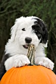 Sheepdog puppy chewing on a pumpkin stem