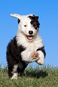 Sheepdog puppy running in the grass