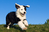 Sheepdog puppy running in the grass