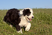 Sheepdog puppy running in the grass