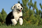 Sheepdog puppy running in the grass