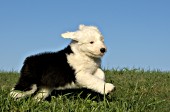 Sheepdog puppy running in the grass