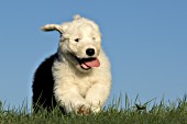 Sheepdog puppy running in the grass