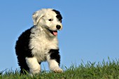 Sheepdog puppy running in the grass