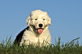 Sheepdog puppy sitting in the grass