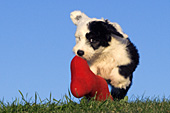 Sheepdog puppy sitting playing with a stuffed toy
