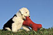 Sheepdog puppy sitting playing with a stuffed toy