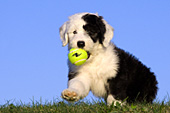 Sheepdog puppy sitting playing with a tennis ball